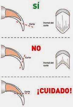 cortar uñas cobaya